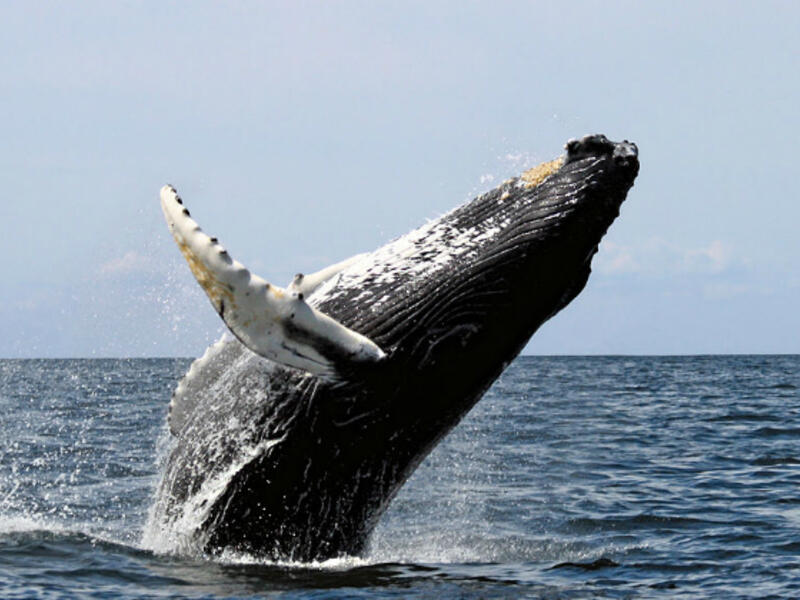 Netflix. (Whit Welles / Wikimedia Commons)