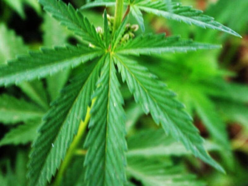Cannabis (AFP)