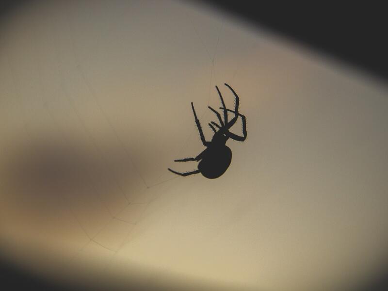 The Spider