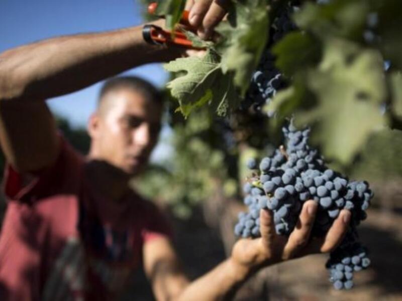 Unlike their Islamic brethren, Alawis are fine with wine. The consecrated drink is halal, considered the very essence of God (Ali), and drunk during Mass by men only. Grapevines are treated with great respect in their culture.
