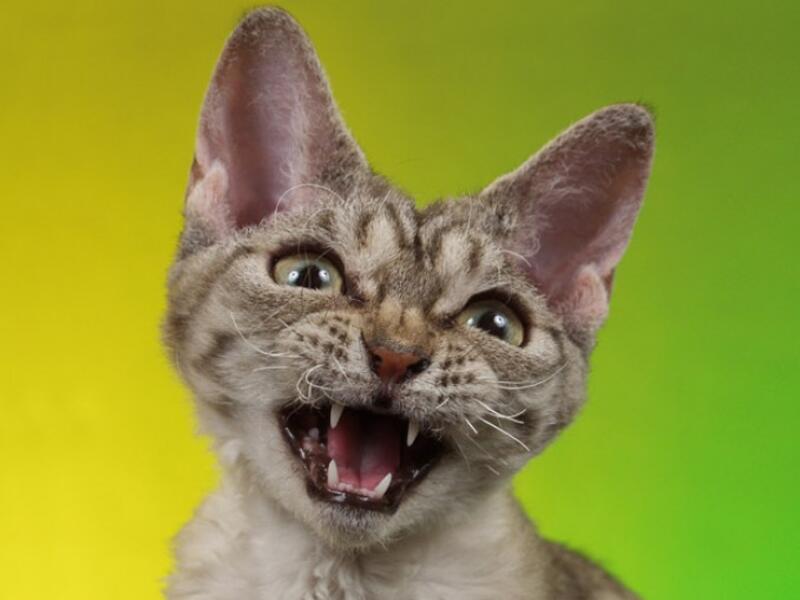 Look close at the cats crawling 'round Cairo and Amman. A study by Ataturk University proved the majority of cats are right-pawed (50%), 10% of them are ambidextrous, and the remaining 40% favor their left paw. Clearly not a problem when they handle "a mouse". 

