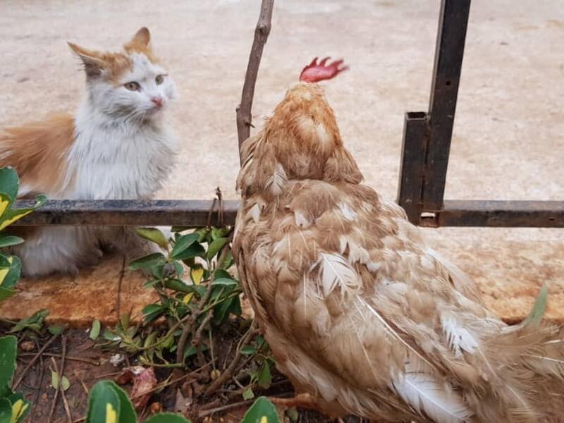 (Twitter/@theAleppoCatman)