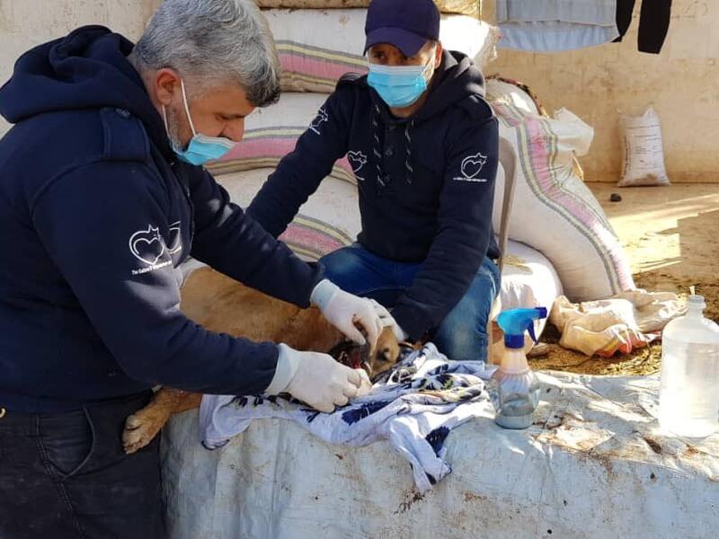 Ernesto's house of cats in Aleppo provide right medical care for animals. (Twitter/@theAleppoCatman)