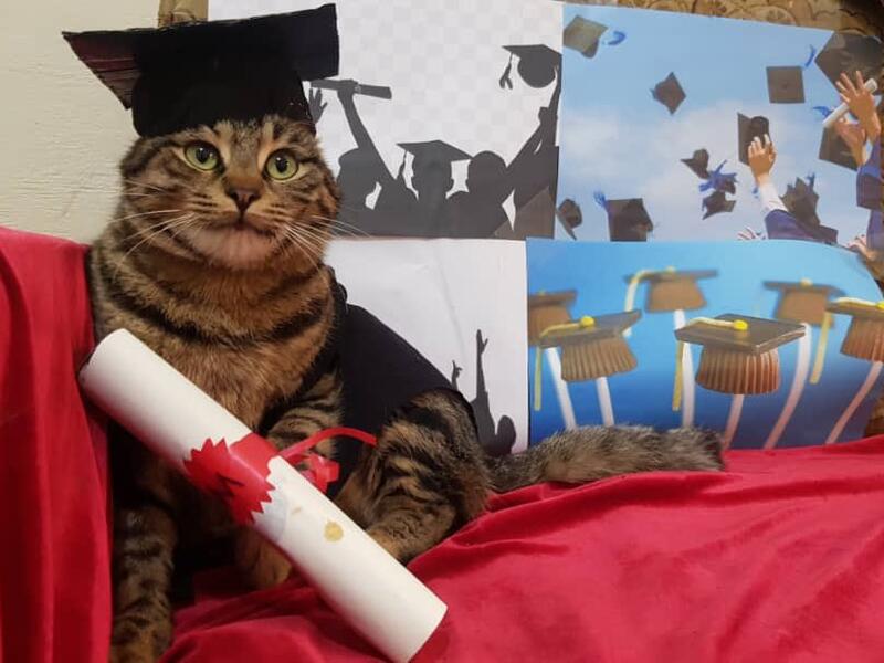 (Twitter/@theAleppoCatman)