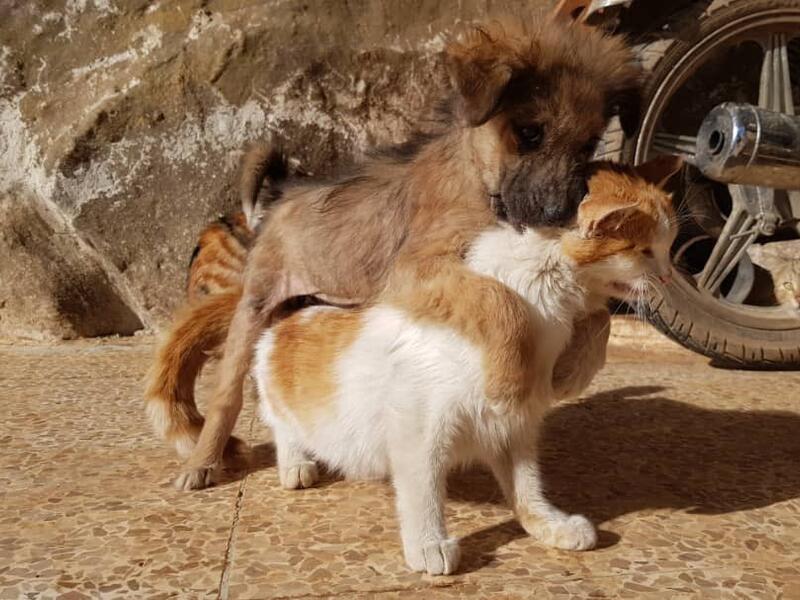 (Twitter/@theAleppoCatman)