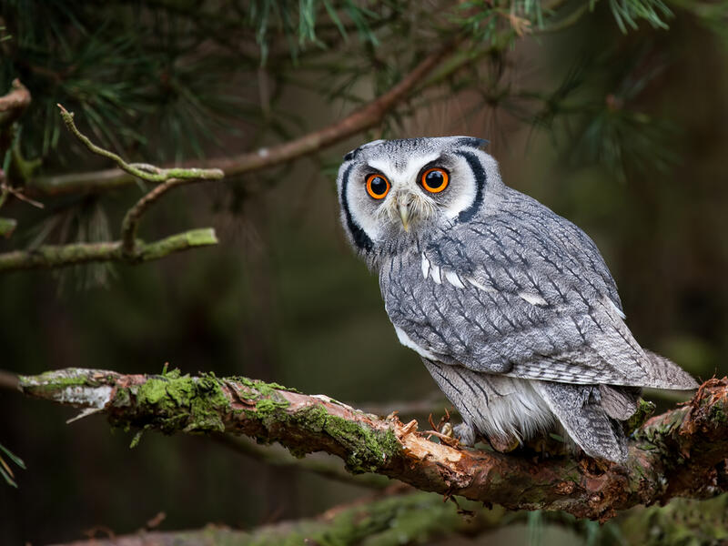 Owls are believed to be a bad omen and if it hoots, your misfortune is even greater. (Shutterstock/ File Photo)