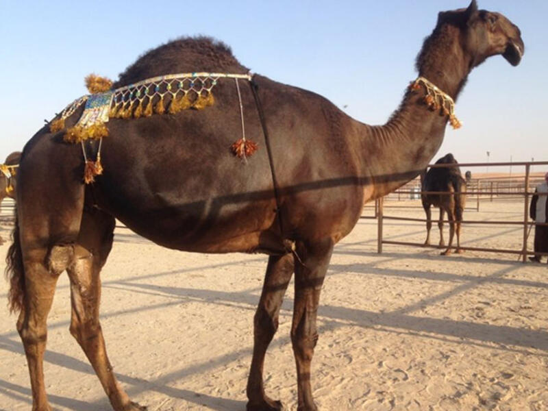 Who will be crowned Miss Camel 2015? The beauty with the longest eyelashes, the shiniest hair, and the biggest hump, of course! Camel beauty pageants draw thousands of wealthy Gulf families seeking fame and prestige. Priced at two to three million dollars, the world’s most beautiful camels make the world’s fastest camels look cheap.