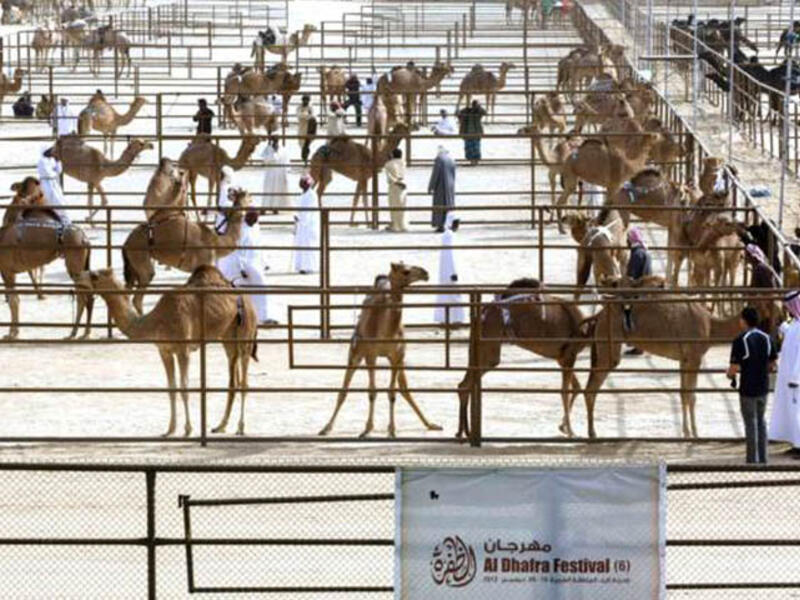 Each year, over 25,000 humped-divas stride across the Gulf to compete for a total of $10 million in prizes in the al-Dhafra festival in Abu Dhabi. The most coveted title is awarded to the owner of the finest 50-camel herd.