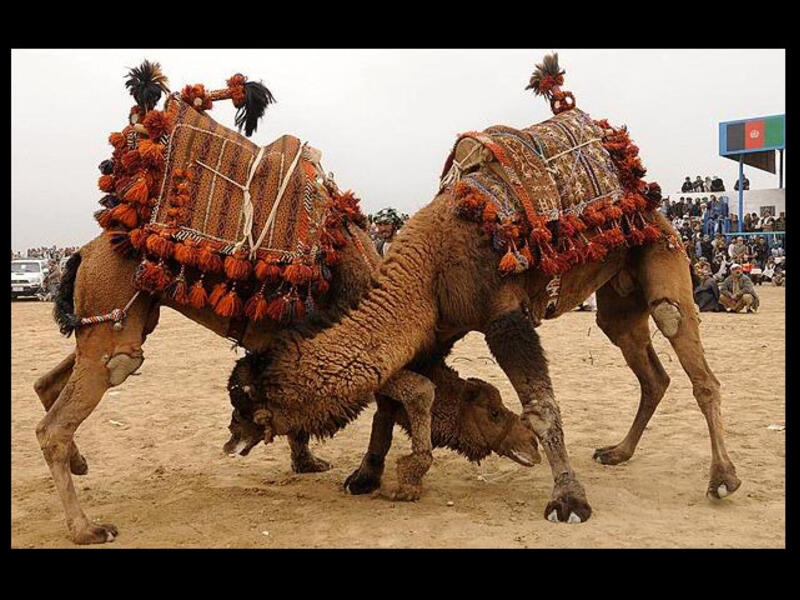 Yes, it’s real. In fact camel fighting is one of the highlights of Turkey’s sporting calendar. The event draws in thousands of tourists each year, although has angered animal rights’ groups. They may look docile, but they can be pretty aggressive when they want to be!