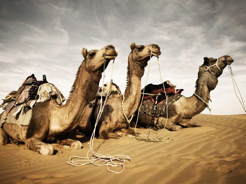 Abundance can be deceiving: did you know Saudi Arabia has to import camels and sand from Australia to satisfy demand? And while the sand is used for construction—Saudi sand is too smooth for construction—most of the camels end up on the dining table.