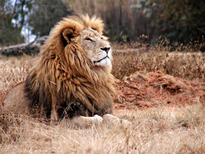 The most famous “Osama” might have ruined this name for a generation of baby boys, but it’s just one of several Arabic names meaning “lion.” Other names that have the same meaning? Assad (this one’s not so innocent now either), Layth, Haydar, and Wa’el.