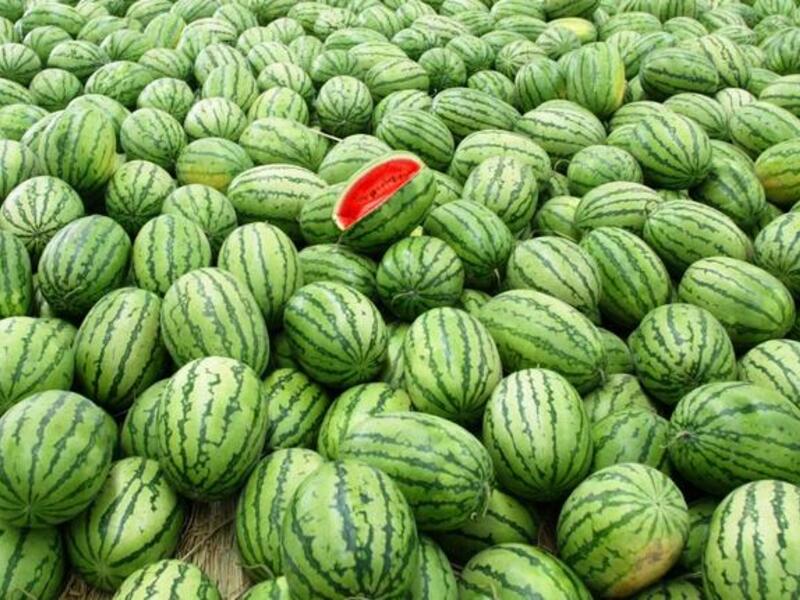 البطيخ : لم يشر الشيخ المقيم في أوروبا إلى هذه الفاكهة المسالمة.