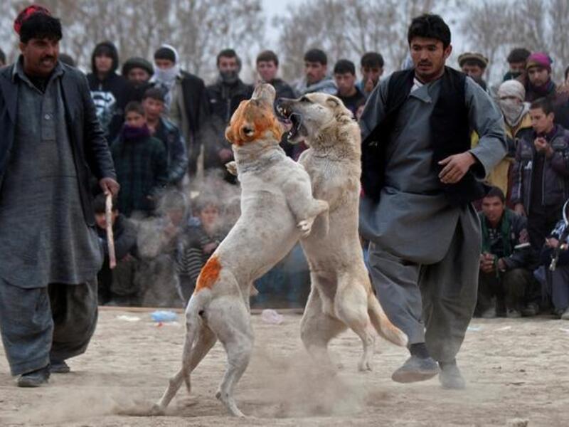 Afghan spectators watch as two fighting dogs attack each other during the weekly dog fights, Kabul, Afghanistan. Dogfighting was banned under the Taliban for being un-Islamic but it is now common practice.