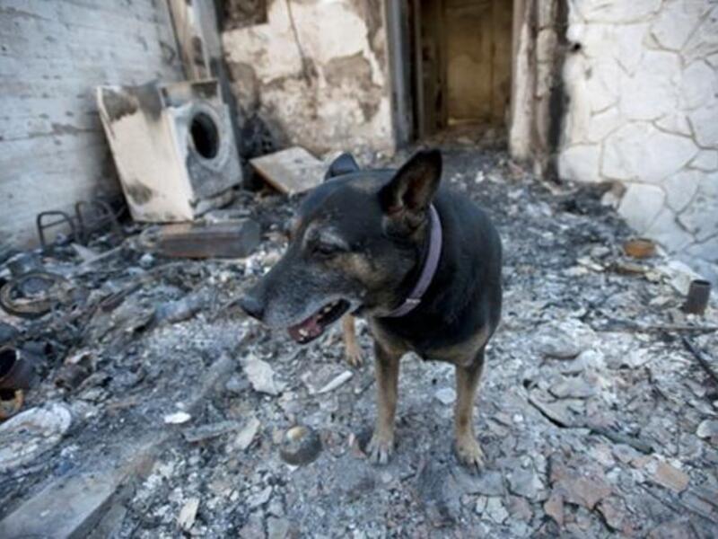 A dog stands at a burnt house in the village of Ein Hod in the outskirts of Haifa.