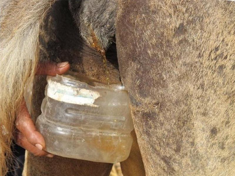 Camel urine