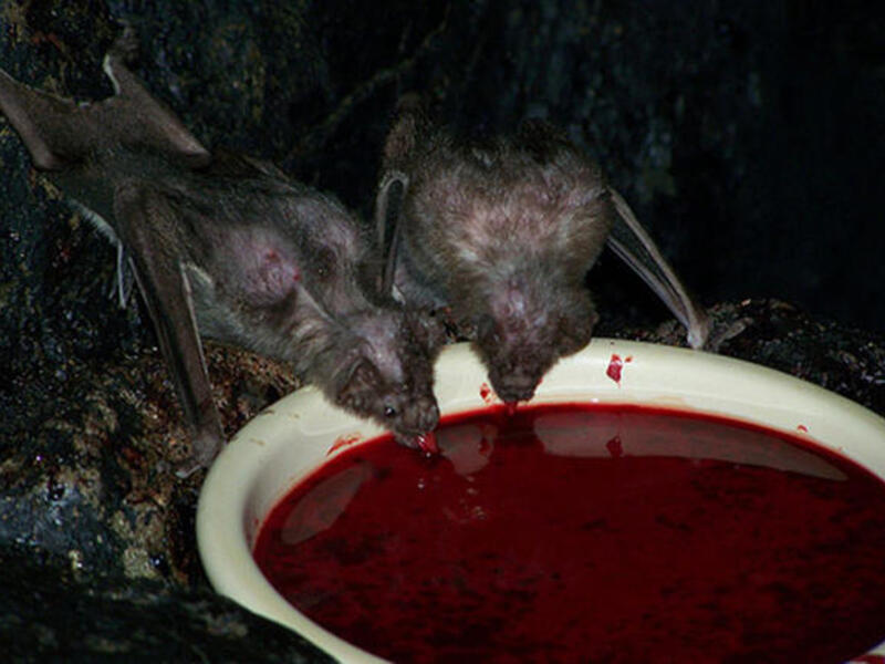 Bat blood
