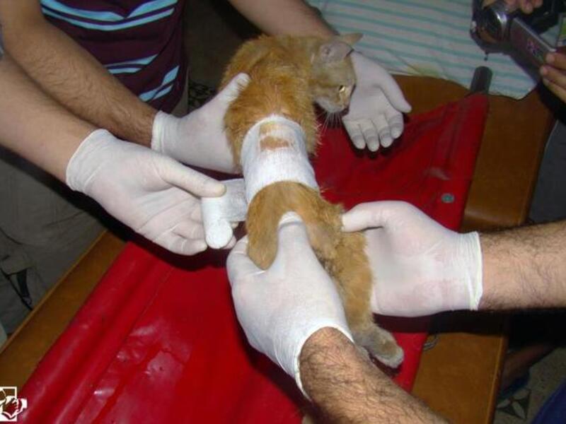 FSA healing cats