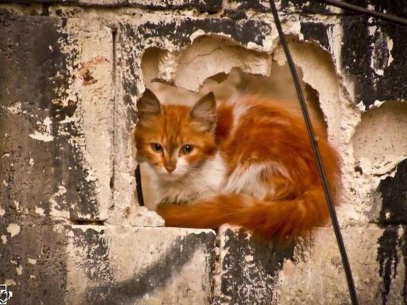 syria destruction cat weapon