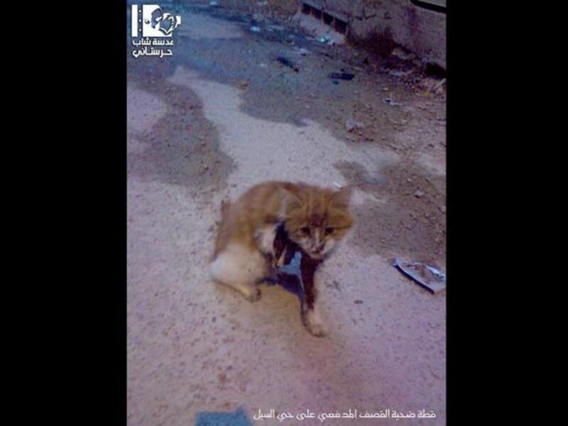 Syrian kittens 