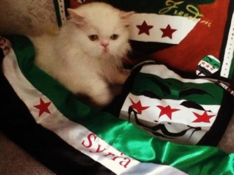patriot syrian cat 