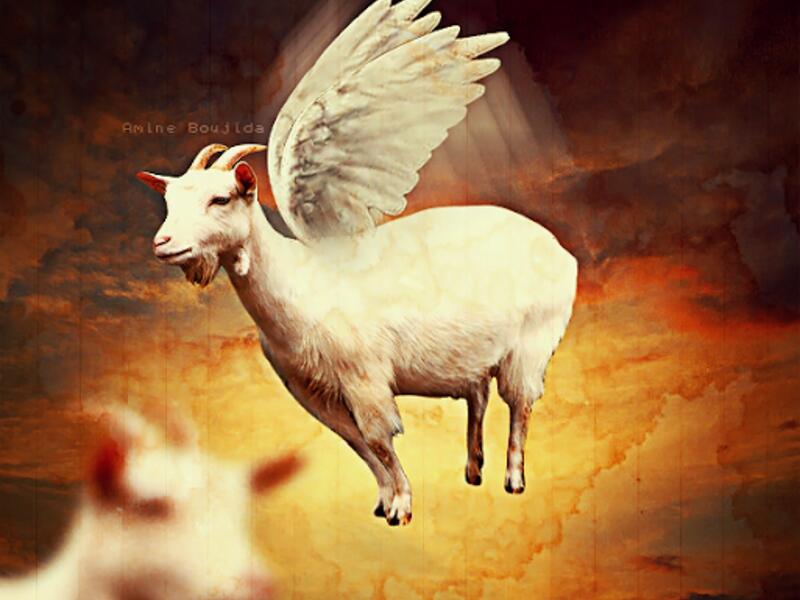 العنزة الداشرة ما بلحقها الا التيس الهامل