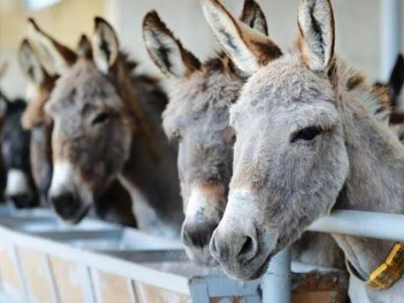 "ايش فهم الحمير بأكل التفاح" أو "بيطعم اللحم للي ماله أسنان" وكلاهما يدلان على ازدراء أن يحصل الفقير على شيء غالي، أو القبيح على زوجة جميلة، أو أحد العامة على منصب رفيع!