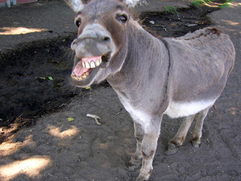 braying donkey