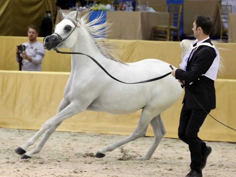 An Arabian Class 9 Mare, yarling colts section, is paraded during the Dubai International Arabian Horse Championship in the Gulf emirate on March 18, 2017. The championship is a competition for purebred Arabian horses which parade during the three-day event to showcase their beauty and talents.
KARIM SAHIB / AFP