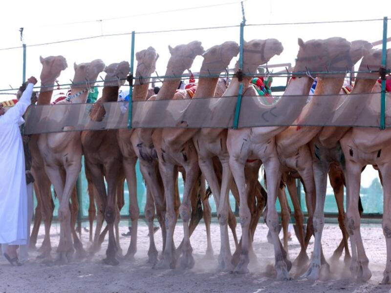 Camels stand at the starting line ahead of a camel race held in Kabad, southwest of Kuwait City on October 15, 2016.
Yasser Al-Zayyat / AFP