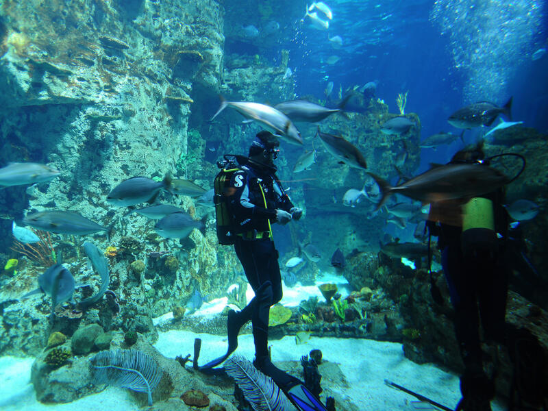 People in diving aquarium tank. (Shutterstock/ File Photo)