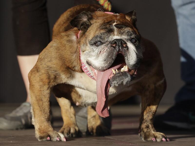 Zsa Zsa wins Ugliest Dog contest in California. (Twitter)