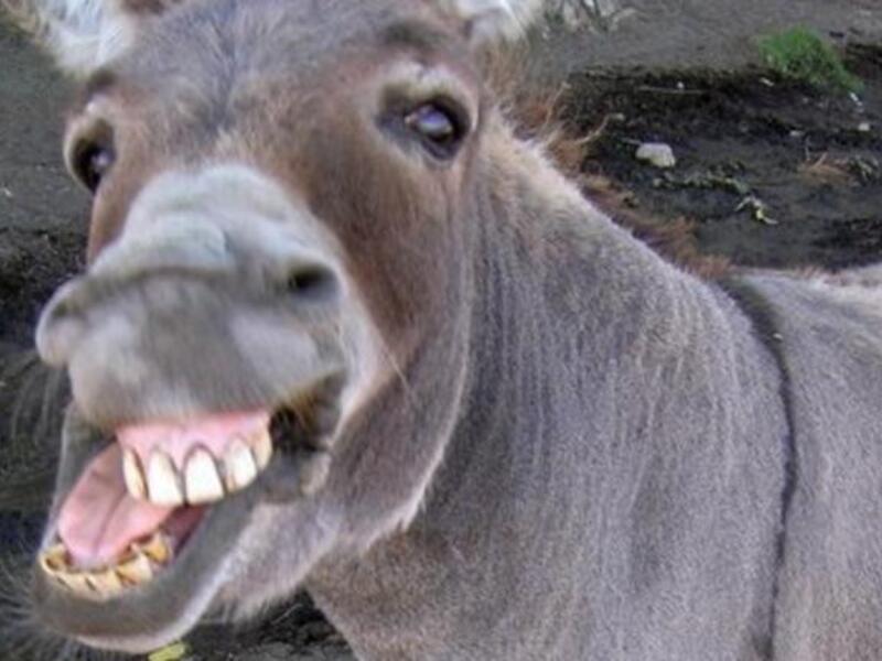 People abandon cars and take to the streets on donkeys in protest (File/Photo) 