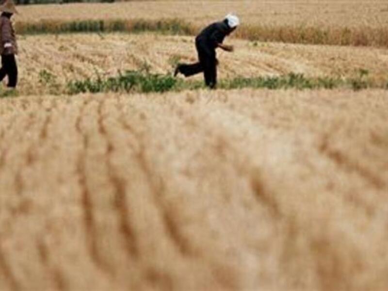 Egyptian rice is meant to be sold to the domestic market at subsidized prices