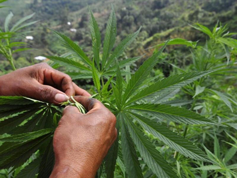 Recently, Israel's Knesset said it was reconsidering the  possibility of decriminalizing marijuana in Israel, as several other nations have done in the last few years. (AFP/File)