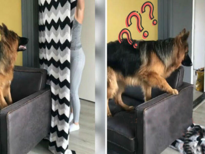 تقوم فكرة تحدي What The Fluff على أن يدعي الشخص أمام حيوانه الأليف بأنه اختفى خلف البطانية، ما يجعل الحيوان الأليف حائرًا.