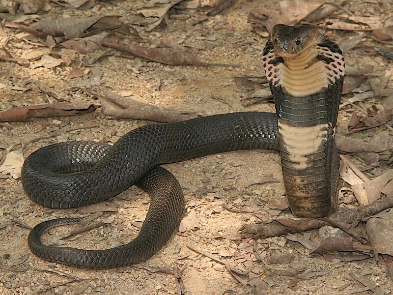 This Saudi man woke to find a snake in his bed...and a cobra. 