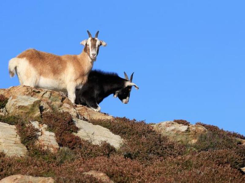 Mahamra claims his goats were taken by Israeli soldiers last month 