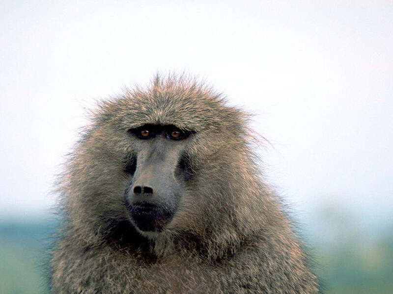 Photo used for illustrative purposes (United States Fish and Wildlife Service/Gary M. Stolz)
