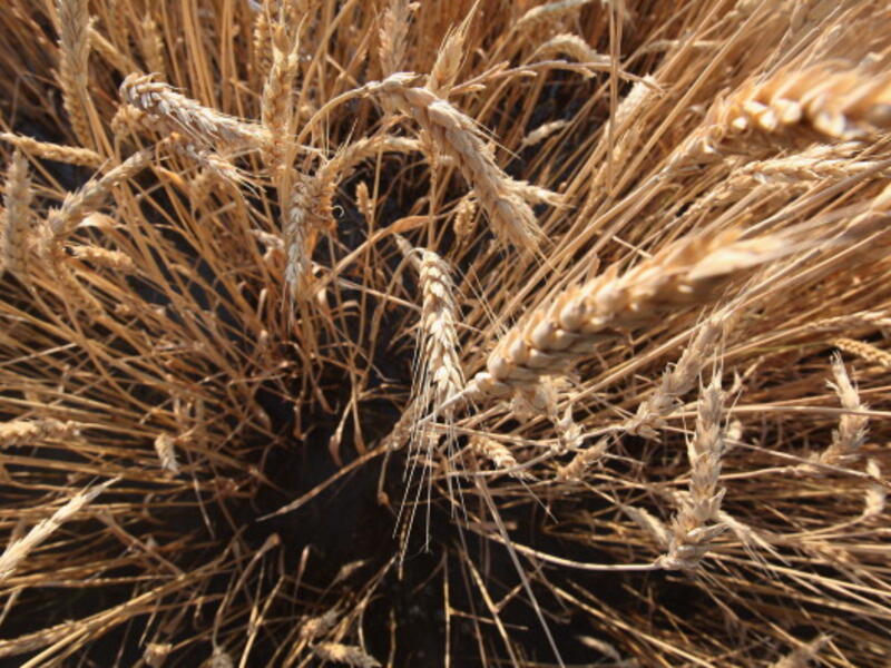 What is clear is that as the world’s largest importer of wheat, Egypt is highly exposed to even the slightest change in the global tradable wheat price or supply. No country in the world is more vulnerable. 