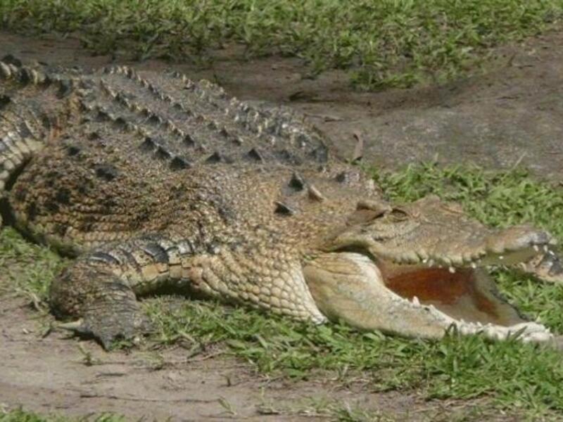 A crocodile has reportedly been roaming the pipes of Gaza's sewer network (Photo: shehab.ps)