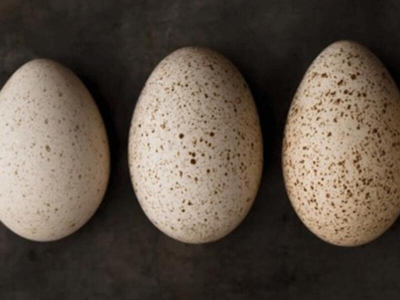 Scientists in Dubai have successfully hatched chickens from the eggs of turkeys, guineafowl and ducks