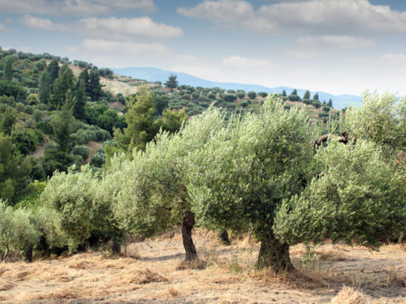 Foodways are anything but apolitical, particularly in the context of the Israeli-Palestinian conflict.