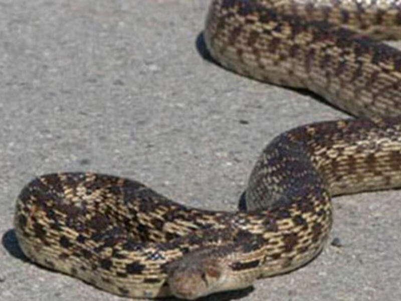 The zoo's snake rehab program has got residents all riled up.