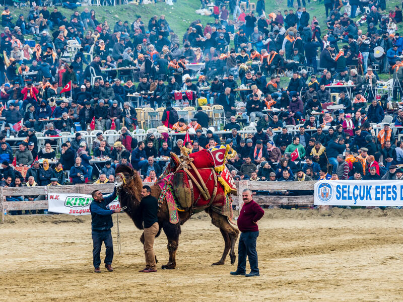 People are watching camel wrestling in Selcuk Arena.
(Shutterstock/ File Photo)
