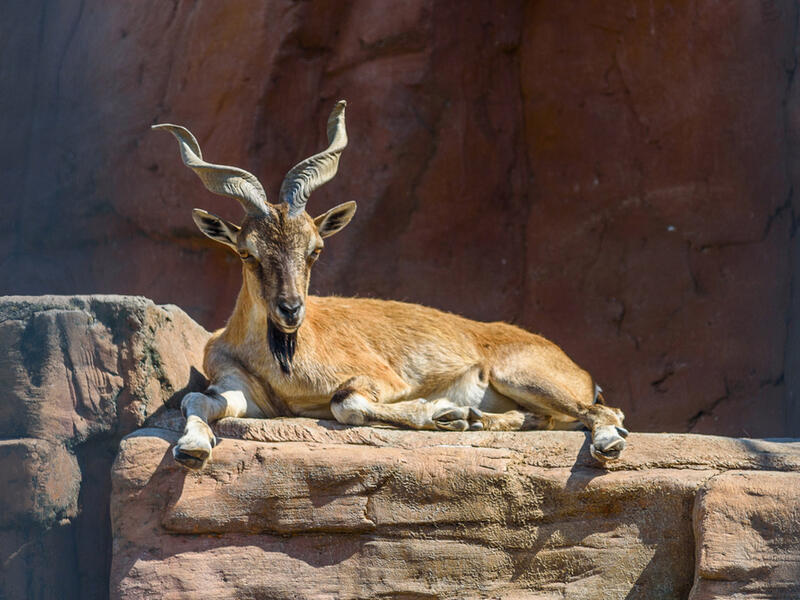 (Shutterstock/ File Photo)