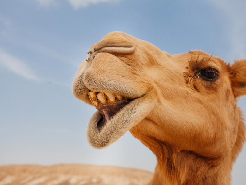 (Shutterstock)	