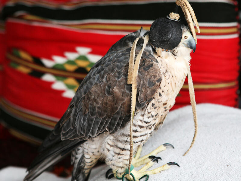 There has been a 50 to 60 percent decline in the number of falcons in Pakistan in the last decade (Shutterstock/File)