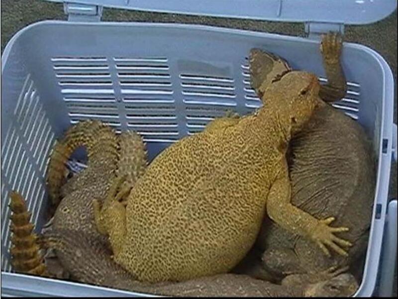 وفي قصة غريبة، اشترطت عروس سعودية على عريسها تقديم 300 ضب يجمعهم العريس بنفسه دون مساعدة من أحد، وتمكن العريس من جمع 100 ضب خلال ثلاثة أشهر، وكان هدف الفتاة من ذلك اختبار مدى تمسك العريس بها، وخصوصاً أنه يخاف من الضبان، ولا يجرؤ على لمسها.