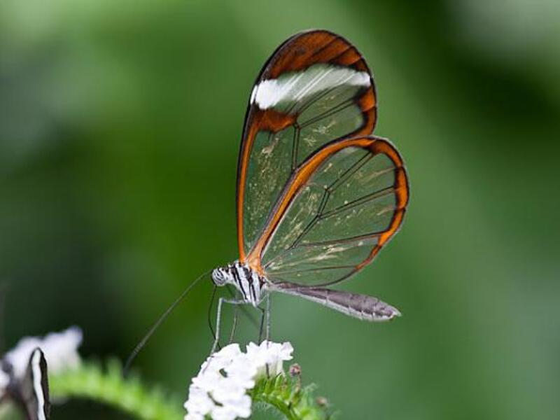 في مصر صيدلانية، محبة للعلم، عندما قررت الزواج بأستاذ في الكلية كان مهرها فراشة نادرة حية استوردها من الخارج، ودفع ثمنها آلاف الدولارات؛ لتتمكن من اتمام رسالتها  في علم الحشرات وحافظت على الحشرة؛ لغلو ثمنها وندرتها، وكانت المفاجأة أن الفراشة هربت.