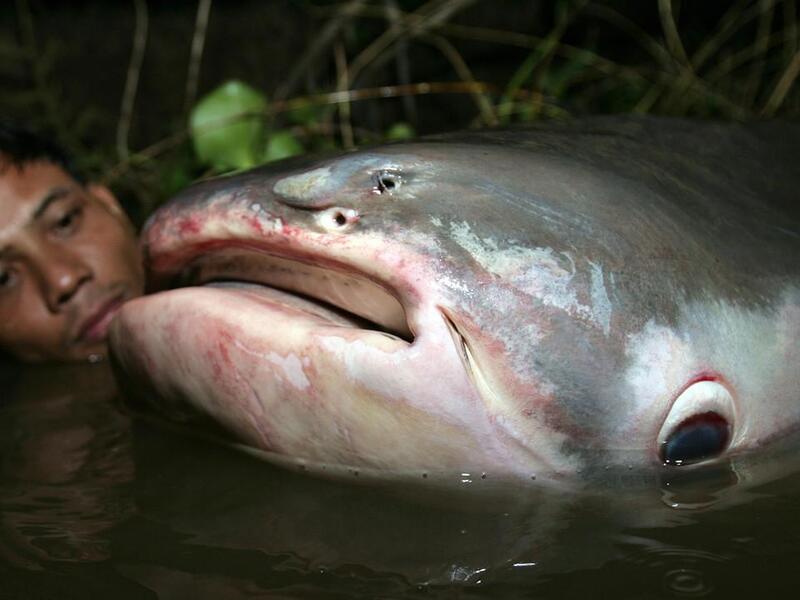 سمك الأمازون: يختار الذكر السمكة الأكبر حجمًا للتزاوج، فإن وجد ذكرا آخر بجانبها، يتحايل ويظهر بأنه اختار السمكة الصغيرة، ولا يقوم بتلقيحها حتى يتمكن من الحصول على السمكة الأنثى الكبيرة.
